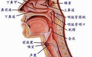 一个鼻孔出气(鼻孔出气 傲气凌人 天下无敌)