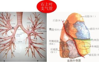 左主支气管_左主支气管：解剖结构与临床相关性探究