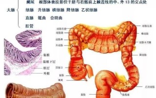 指肠发炎_指肠位置痛：解剖学定位与病理生理机制探讨