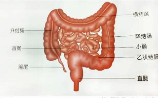 肠道有多长(肠道回肠盘旋惊人长)