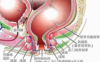 直肠炎怎么引起的—直肠炎怎么引起的 怎么才能好