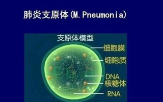 支原体病毒感染(支原体入侵：隐匿的呼吸道威胁)