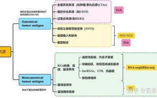 肿瘤特异性抗原_肿瘤特异性抗原在肿瘤免疫中的作用及其临床应用