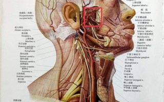 左侧蝶窦囊肿怎么治疗_蝶窦囊肿治疗指南：解决鼻塞头痛的有效方案