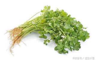 孕妇能吃香菜吗—孕妇食用香菜的安全性探究：妊娠期间的膳食指南