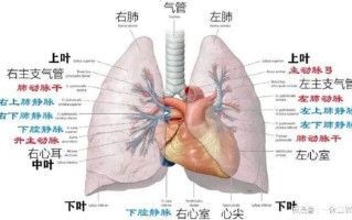 支气管分级_支气管有几级