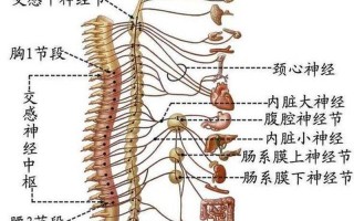 心脏病是什么_揭秘心脏病：生命之源的无声隐患