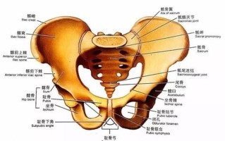 右下骨盆附近疼_骨盆区域疼痛：原因、症状和治疗 *** 