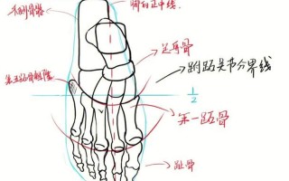 跖骨是指_揭秘跖骨：足部承重骨骼详解