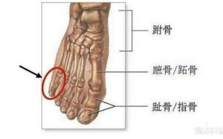 整个右腿疼痛_整个右腿疼痛：从髋部到脚趾的全面分析