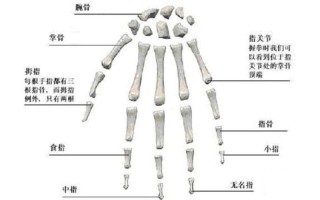 掌骨属于什么形态的骨—掌骨：长骨否？探寻手部骨骼的奥秘