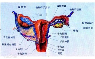 子宫里有气体是否影响孩子发育(子宫胀气：神秘气体困扰，探寻背后隐情)