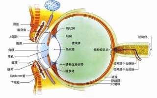 眼睛老是模糊看不清是怎么回事_双眸朦胧惹困扰 为何视物常不真