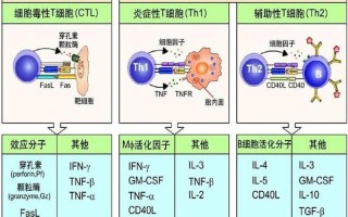 b细胞和t细胞_免疫卫士：B细胞与T细胞的联袂防御