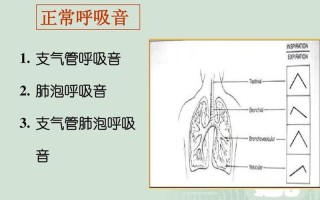 正常呼吸音(正常呼吸音：肺部健康的音乐)