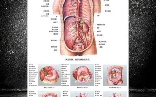 人体内脏分布构图左右—解剖内脏迷宫：从食道到肠 道的消化之旅