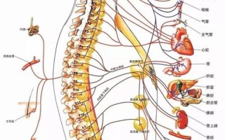 中间脊椎骨疼是什么原因_脊椎中段疼痛难忍：揭秘中间椎骨之谜