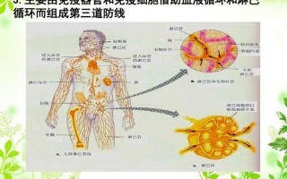 中枢性免疫器官包括哪些—免疫系统之盾：器官护航