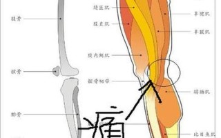 左大腿外侧肌肉疼痛(左大腿外侧肌肉疼痛要警惕)