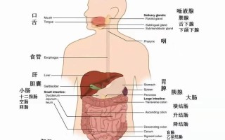 左侧腹部痛_左侧腹部疼痛：常见病因与诊疗策略