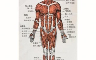 胸部肌肉上翘_胸肌上面的肌肉