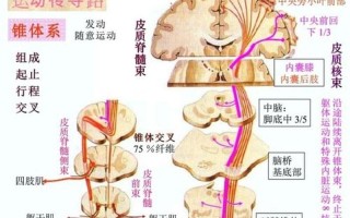 锥体外系综合症_锥体外系综合症与帕金森的区别