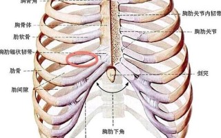 右侧肋下痛的原因(右侧肋下隐痛：探寻背后的病因)