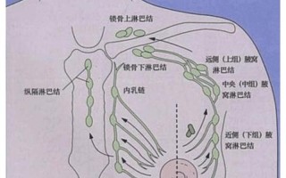 左奶下疼痛_左奶下面痛