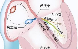 右胸口跳动变成气流到胃里(心房狂喜，右胸跳动如雷)