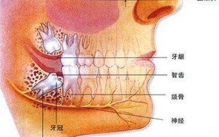 智齿牙龈疼痛怎么办(智齿牙龈痛的折磨：从原因到应对)