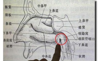 右边鼻孔疼手摸有点硬怎么回事儿—鼻侧顽疼揭示右侧鼻孔之谜