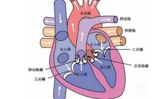 心脏动脉瓣反流—心脏动脉瓣反流症状