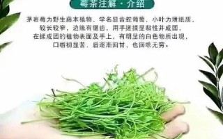 长期喝莓茶的危害_长期饮用莓茶潜藏的健康隐患