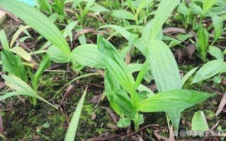 枳实白芨的功效与作用(白芨：止血镇痛，收敛生肌之良药)