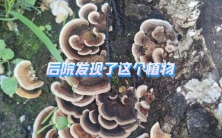 盈活云芝的功效与作用_云芝：抗癌奇葩，免疫卫士