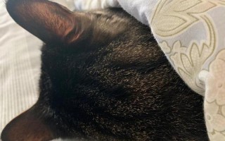 猫咪突然死了—猫咪突然死了还拉了屎