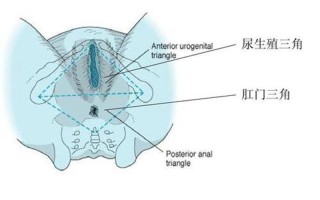 右三角区疼(三角区右侧阵痛)