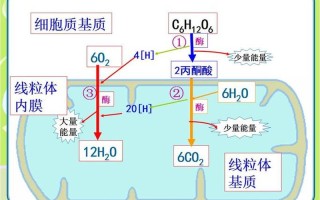 有氧呼吸的场所—原核生物进行有氧呼吸的场所