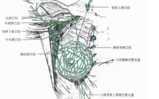 右胸腋下隐隐作痛女性—右腋隐痛叩门 警惕乳腺或淋巴问题