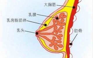 孕妇胸部有水出来什么原因(孕期胸部渗漏：揭秘乳汁漏出的原因及应对策略)